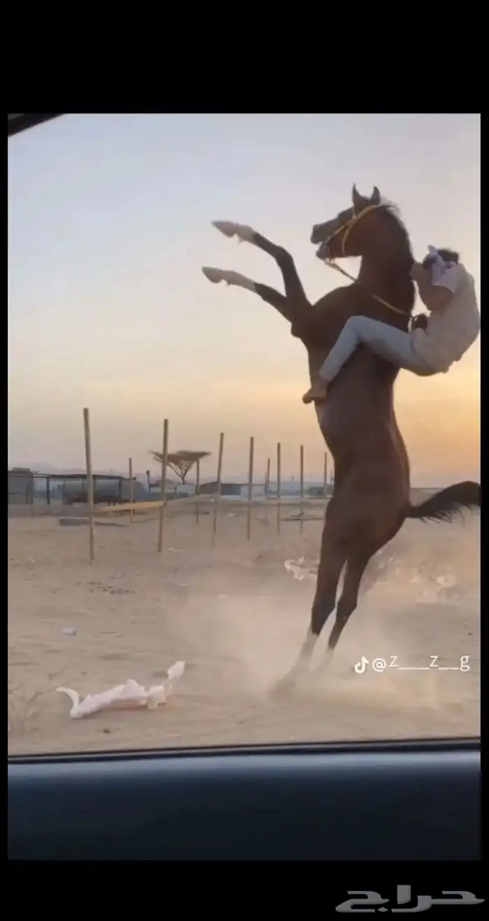 احصان شعبي طرب 3