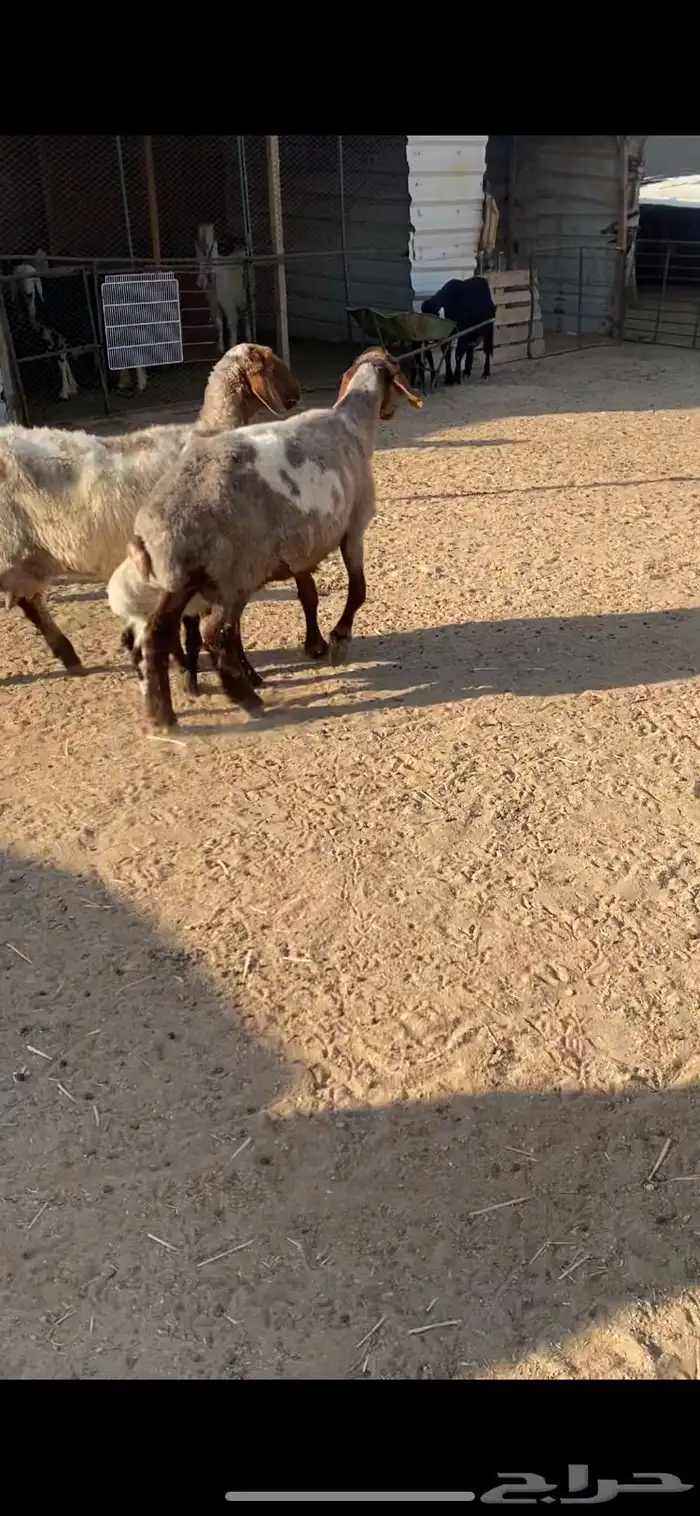 غنم مطافيل 2 6