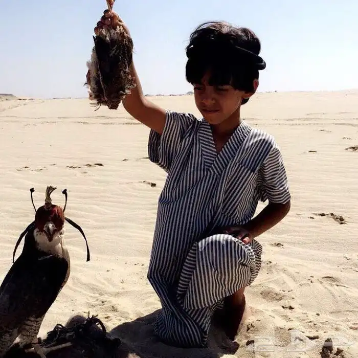 تربيب الصقور وتعليم الصقاره 3