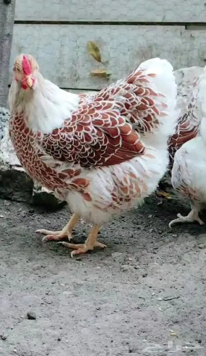 دجاج الوايندوت العملاق 9