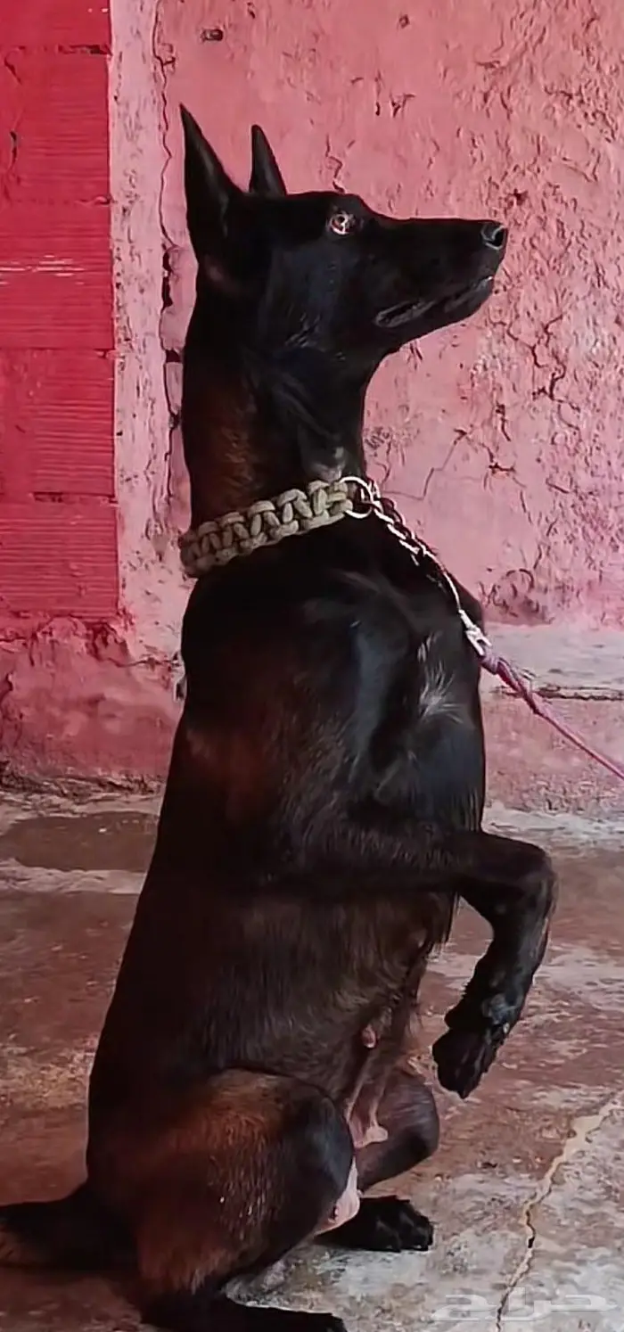 جراء مالينو بلجيكي 2