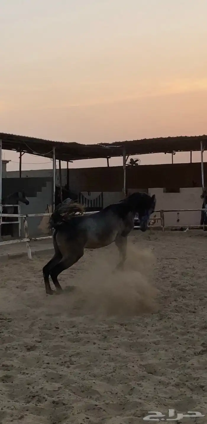 مهر شعبي شيخ 2