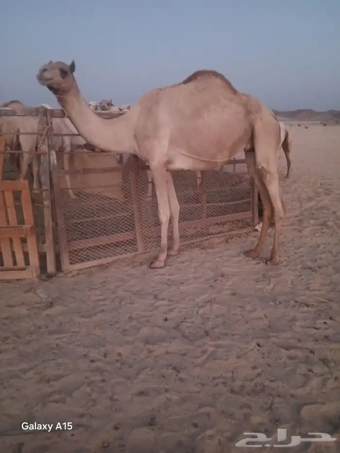 ناقه سودانيه 1
