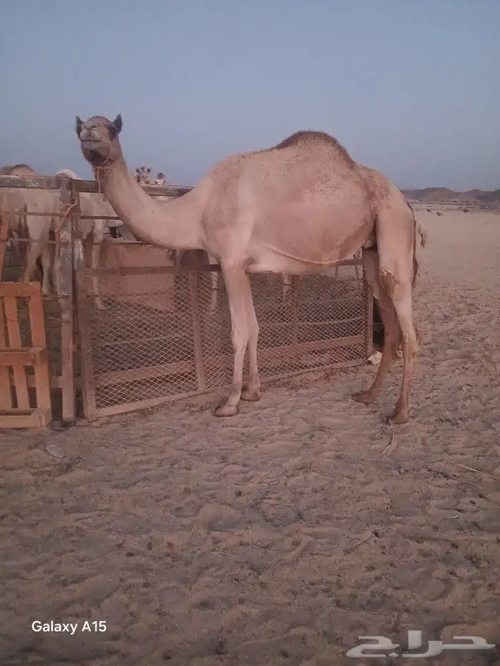 ناقه سودانيه 0