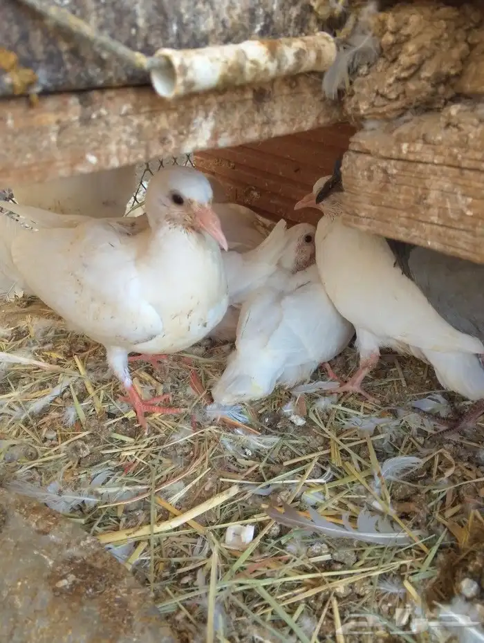 زغاليل فرنسي طيبه الشرائع 0