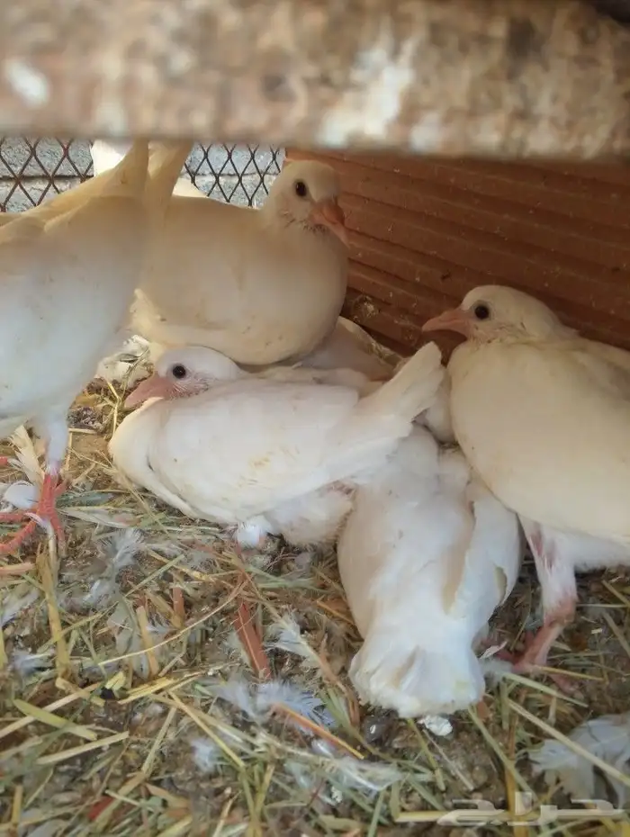 زغاليل فرنسي طيبه الشرائع 1