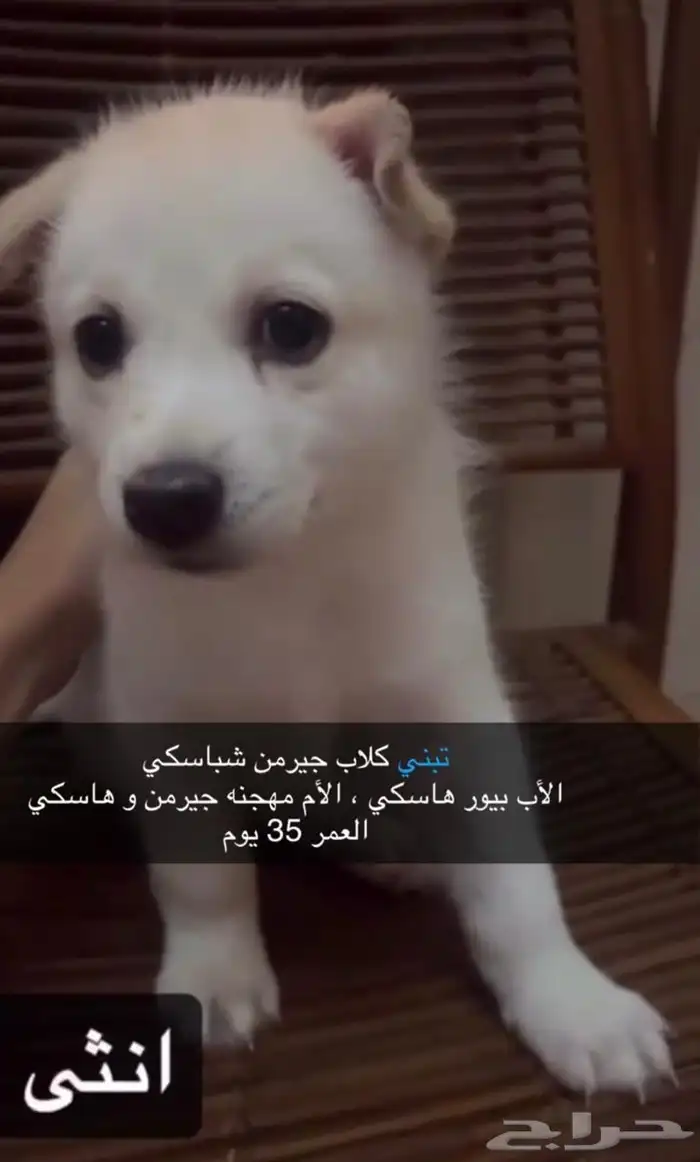 كلاب 1