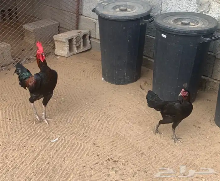 دجاج باكستاني 0