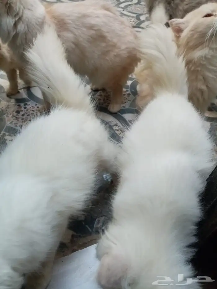 للبيع قطط صغار أليفة 6