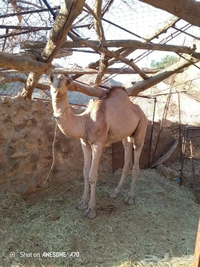 حاشي 1