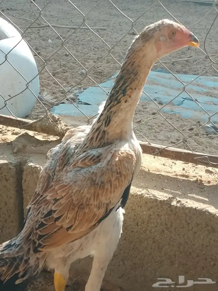 دجاجه شامو يباني 1