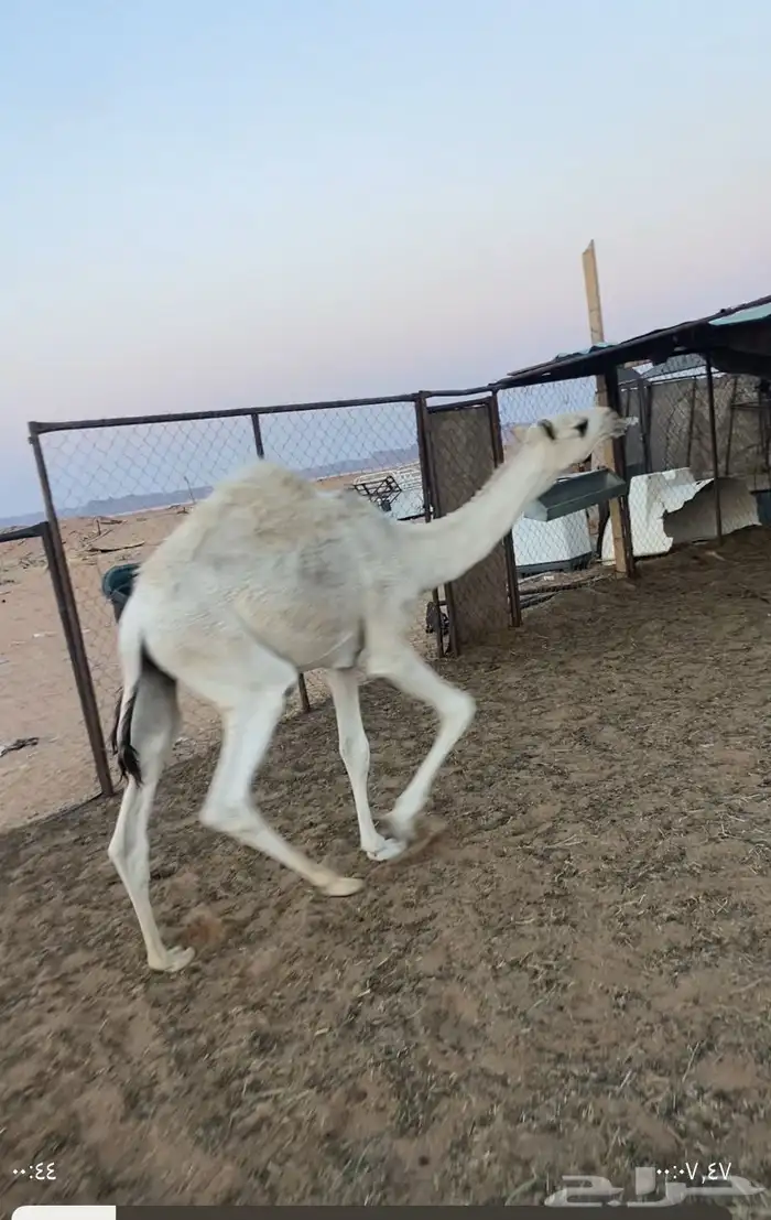 حشوان للبيع 0