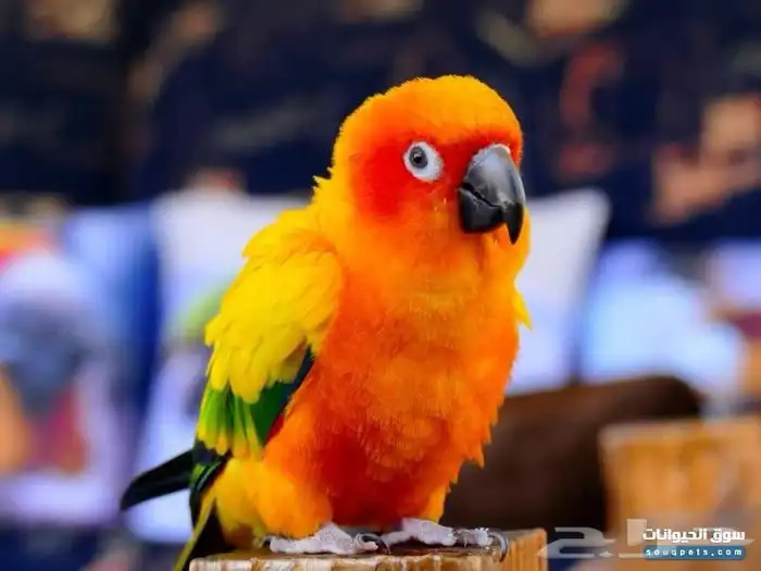 فروخ صن كنيور 4