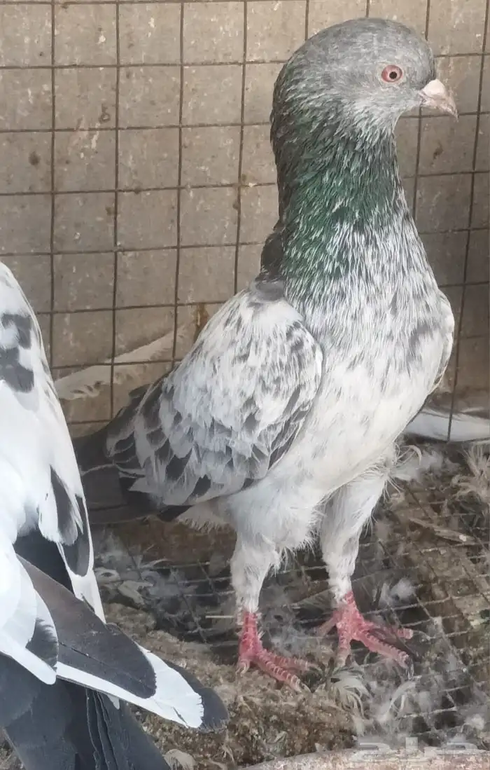 للبيع ذكر كاسوري كمنقر إمادين مستوى فاخر 1