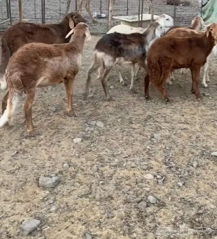 طليان سواكني مرابي 6 شهور 4