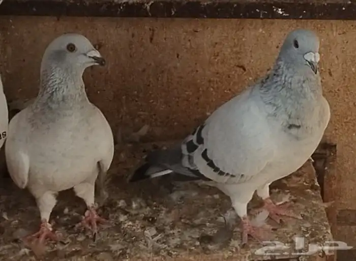 جوز زاجل فواتح 1