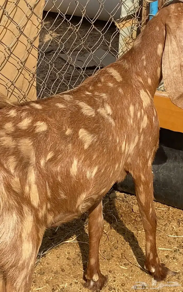 جفرة زينه البيع مضرع 0