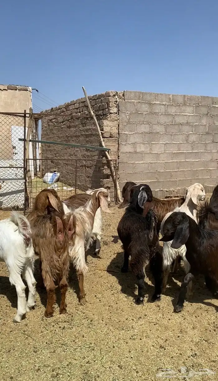 جفار قبرصيات مصريات صنف 1
