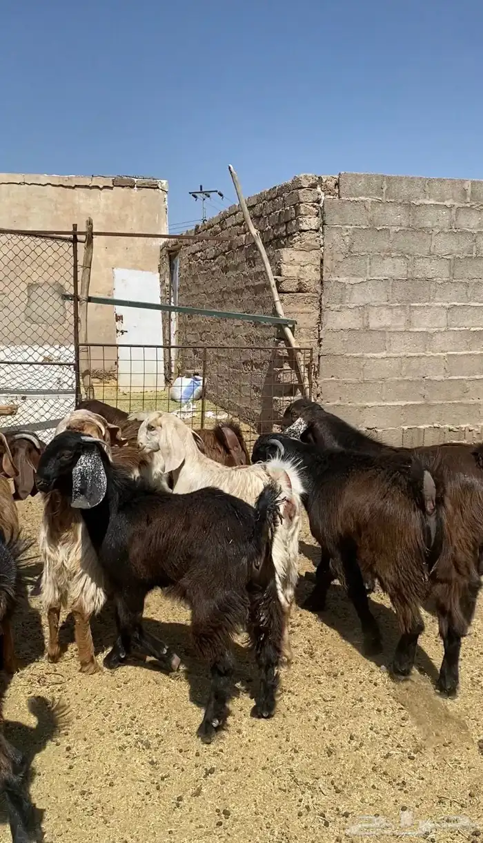 جفار قبرصيات مصريات صنف 0