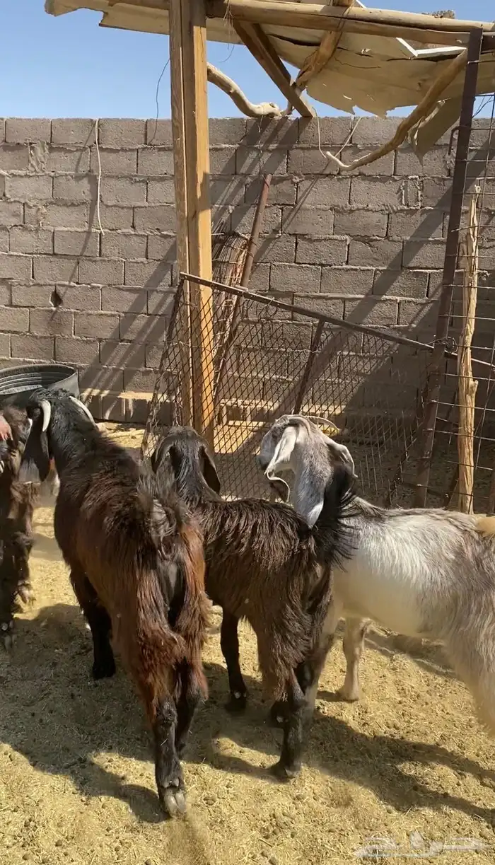 جفار قبرصيات مصريات صنف 2