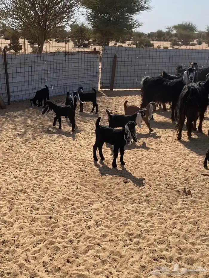 معزاء طيبه مراح واحد 0
