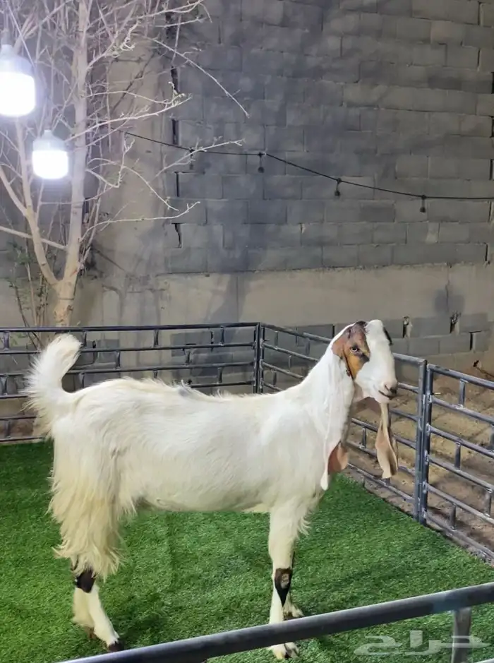 جفره ثنيه 0