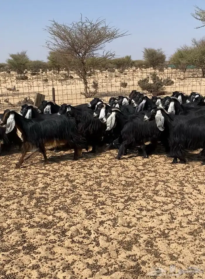 معزاء طيبه مراح واحد 1