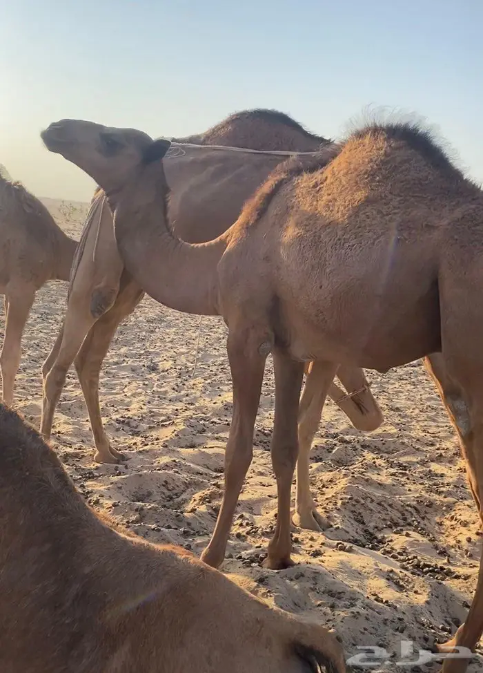 قعود ع حليب امه 2