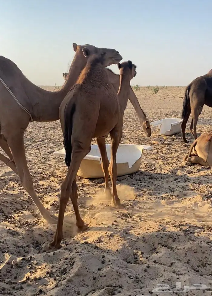 قعود ع حليب امه 3