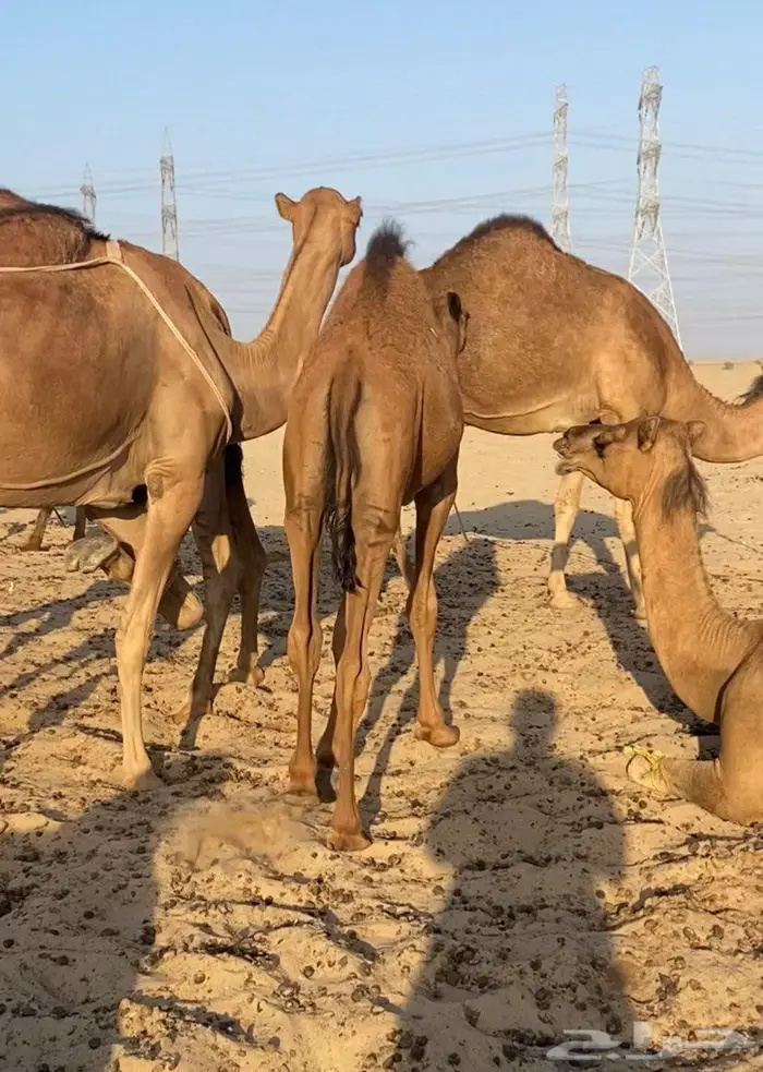 قعود ع حليب امه 5