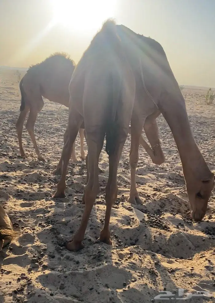 قعود ع حليب امه 4