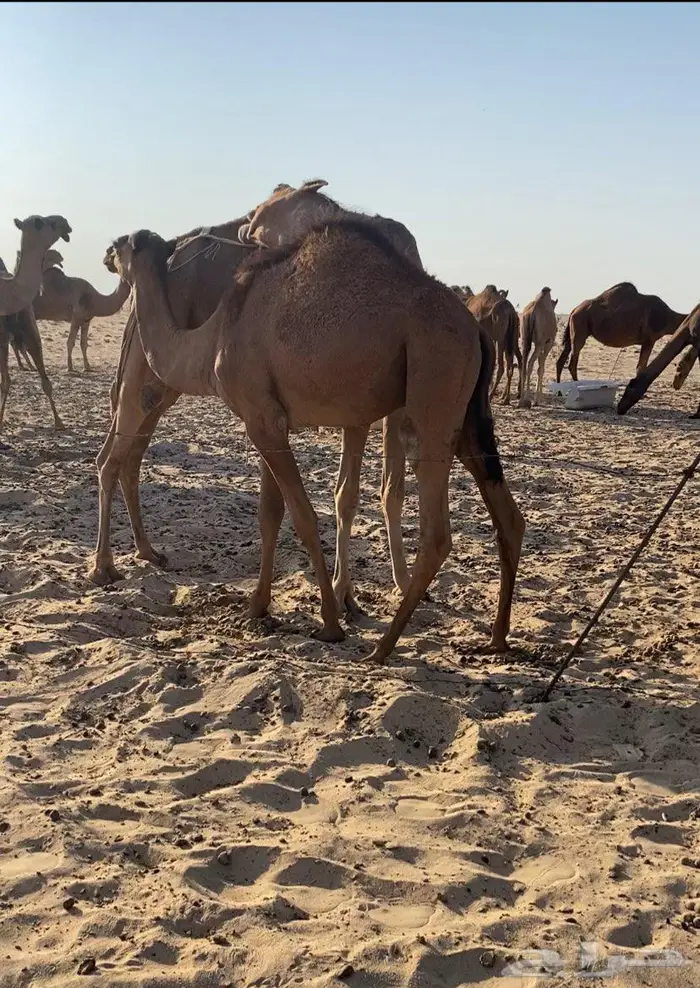 قعود ع حليب امه 6