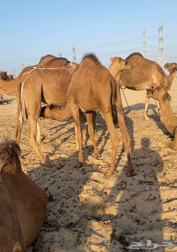 قعود ع حليب امه 0