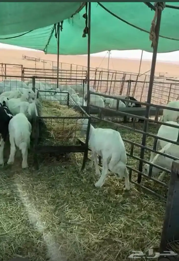 للبيع هرافى حريات 1
