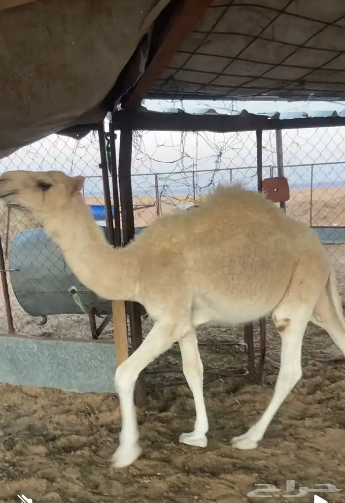حشوان للبيع 1
