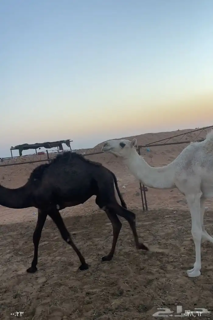 حشوان للبيع 2