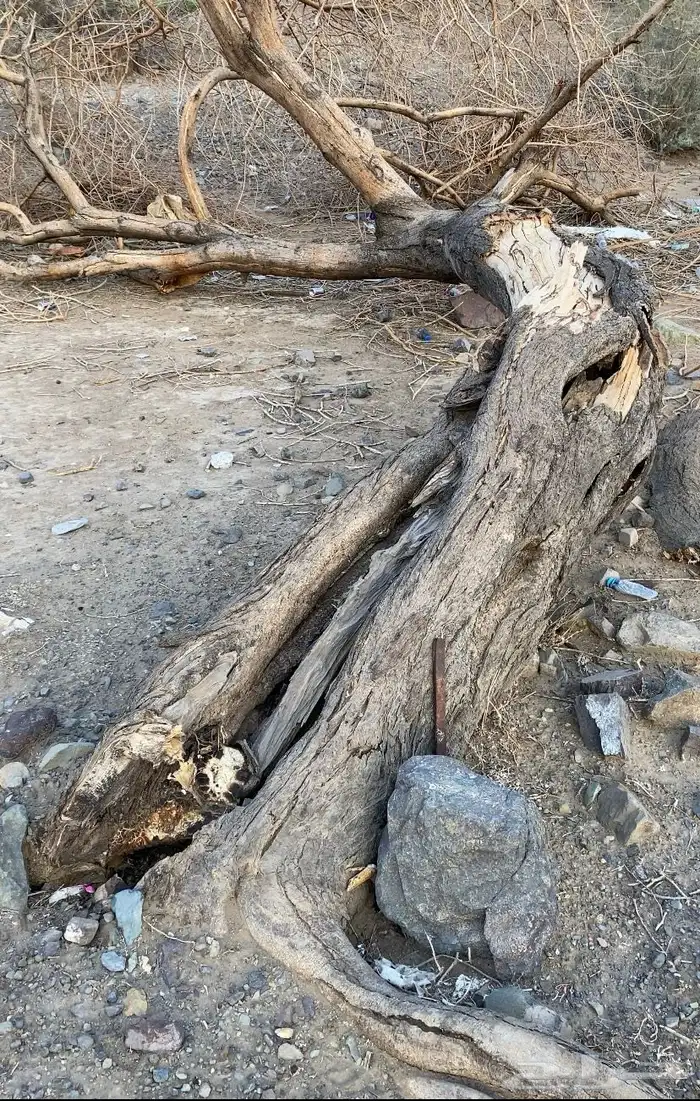 حطب الشتاء للبيع 0