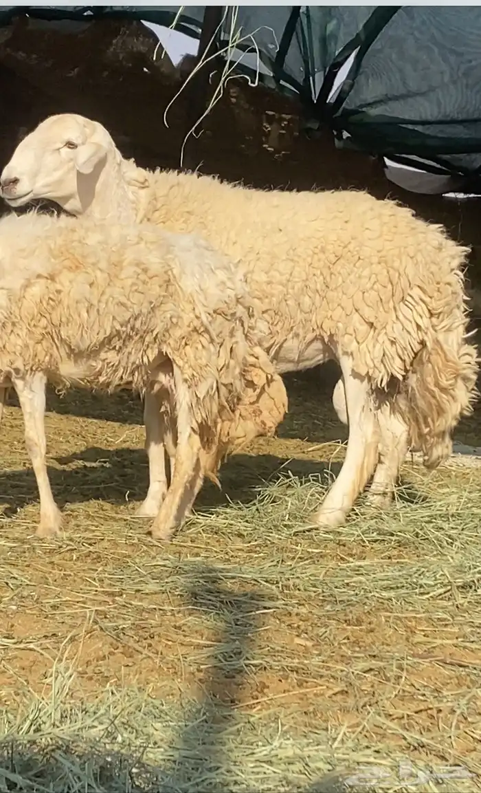 للبيع فحل حرش مشروط 0