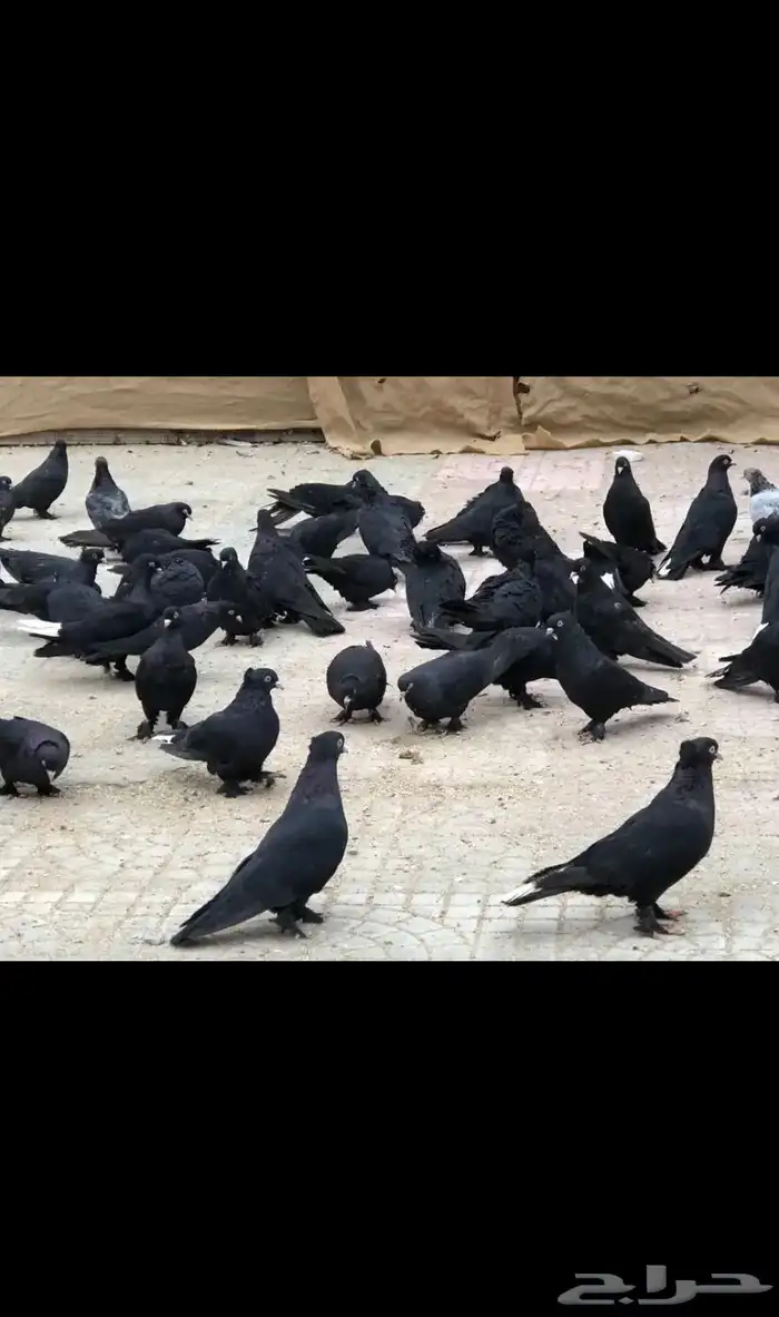 حمام تركي 2