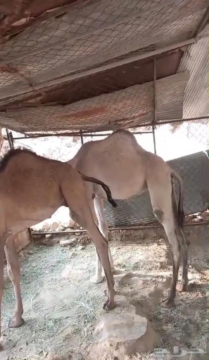للبيع قعود وبكره 0