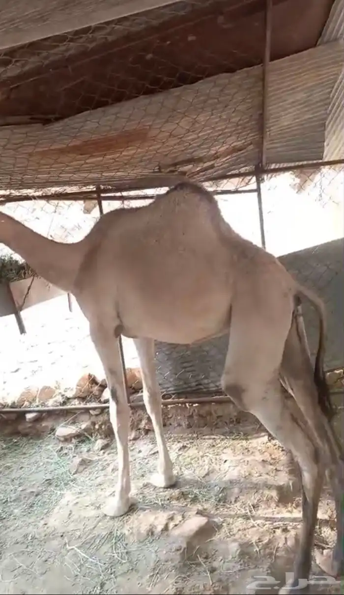 للبيع قعود وبكره 2