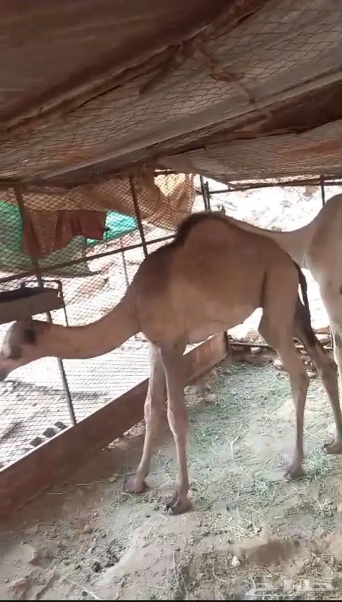 للبيع قعود وبكره 1