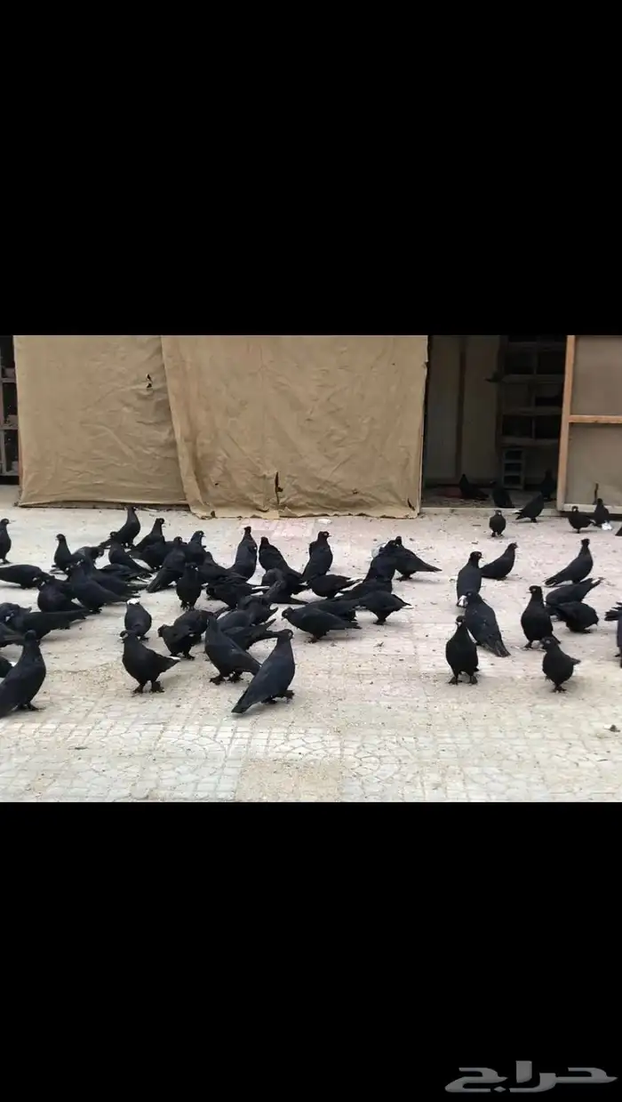 حمام تركي 0