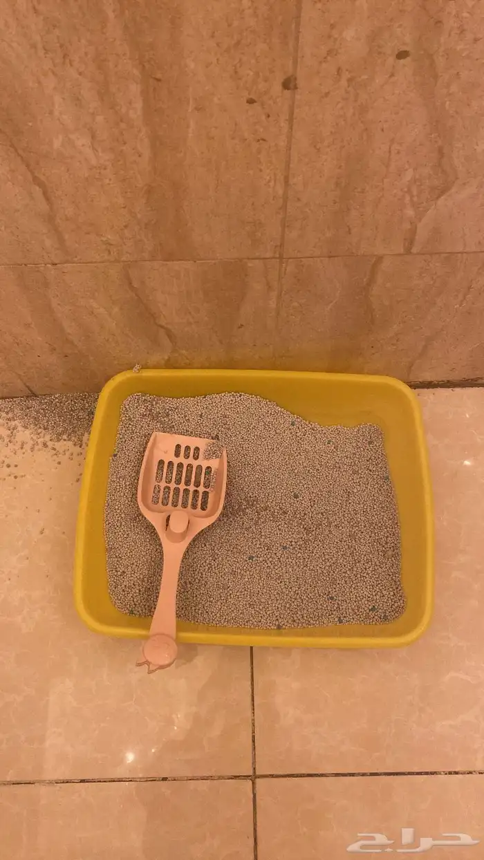 قطه شيرازي 3