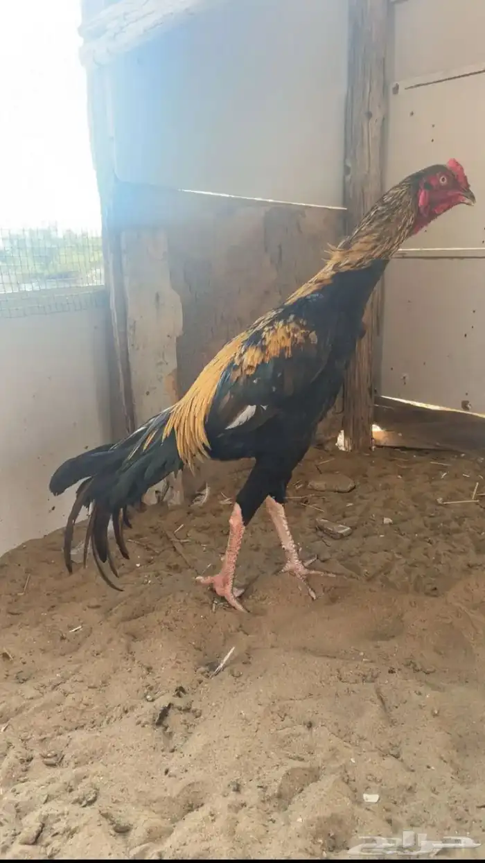 ديك بكستاني بطل 1