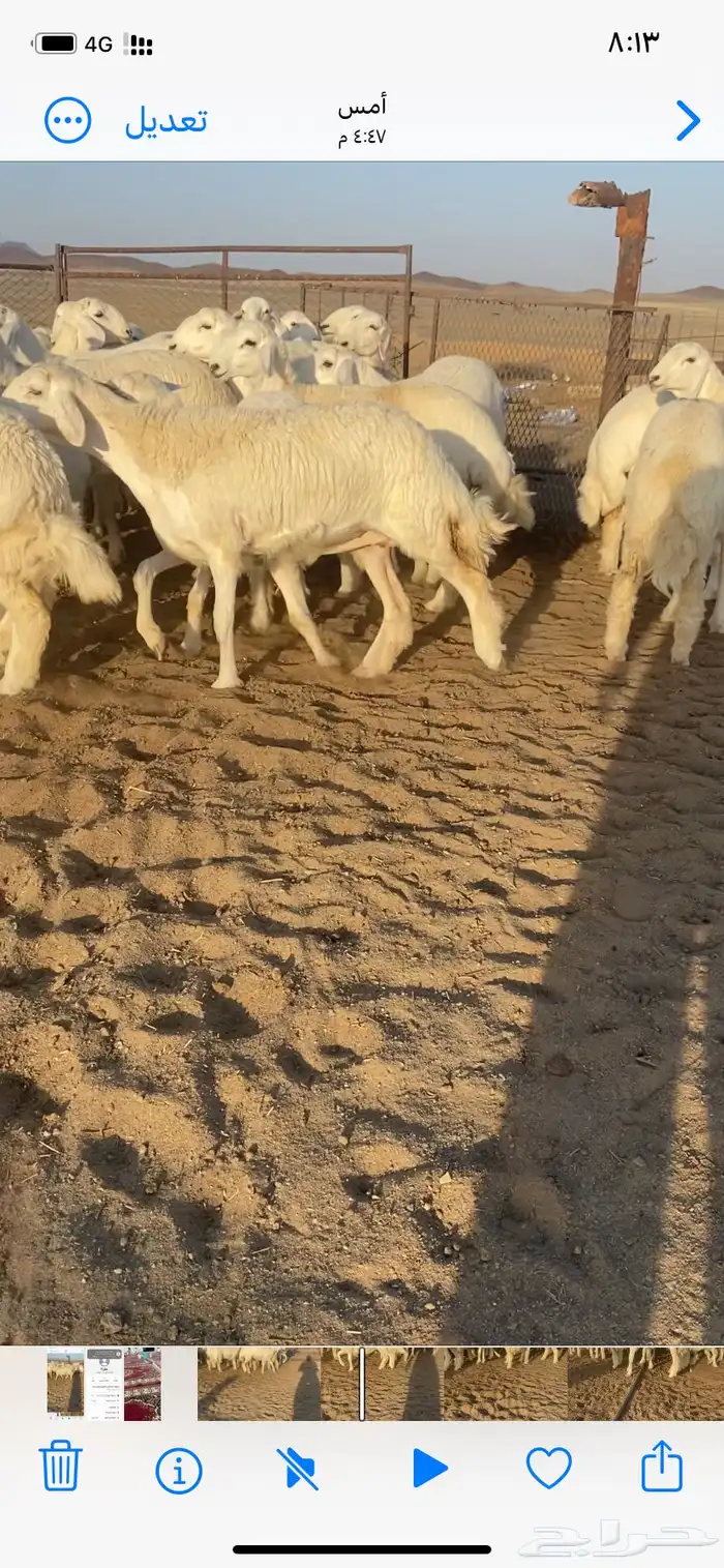 رخال مقاني صنف 8