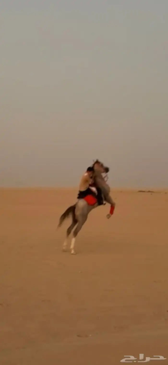 حصان شعبي شيخ. من فواخر الشعبيات. شيخ شيخ طرب وسرعه 1