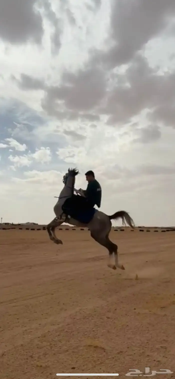 حصان شعبي شيخ. من فواخر الشعبيات. شيخ شيخ طرب وسرعه 4