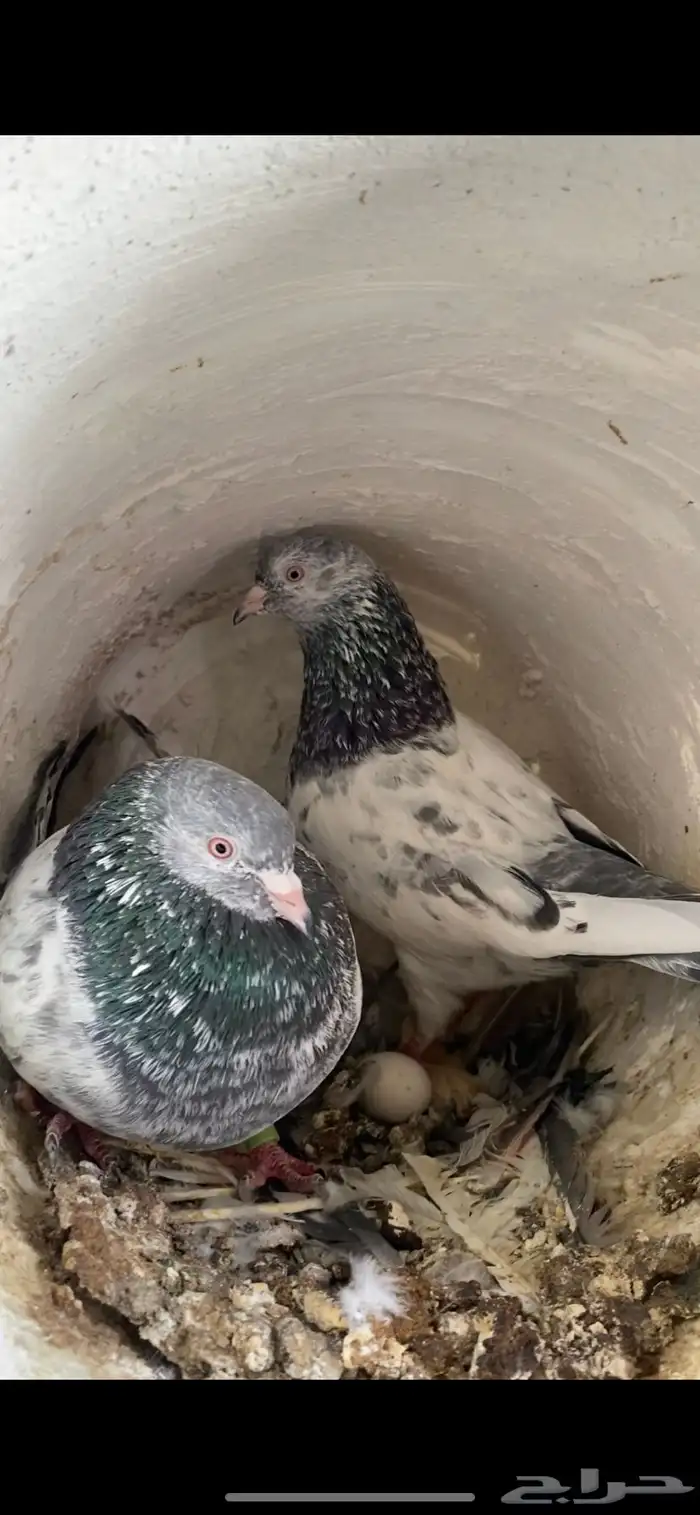 حمام باكستاني 2