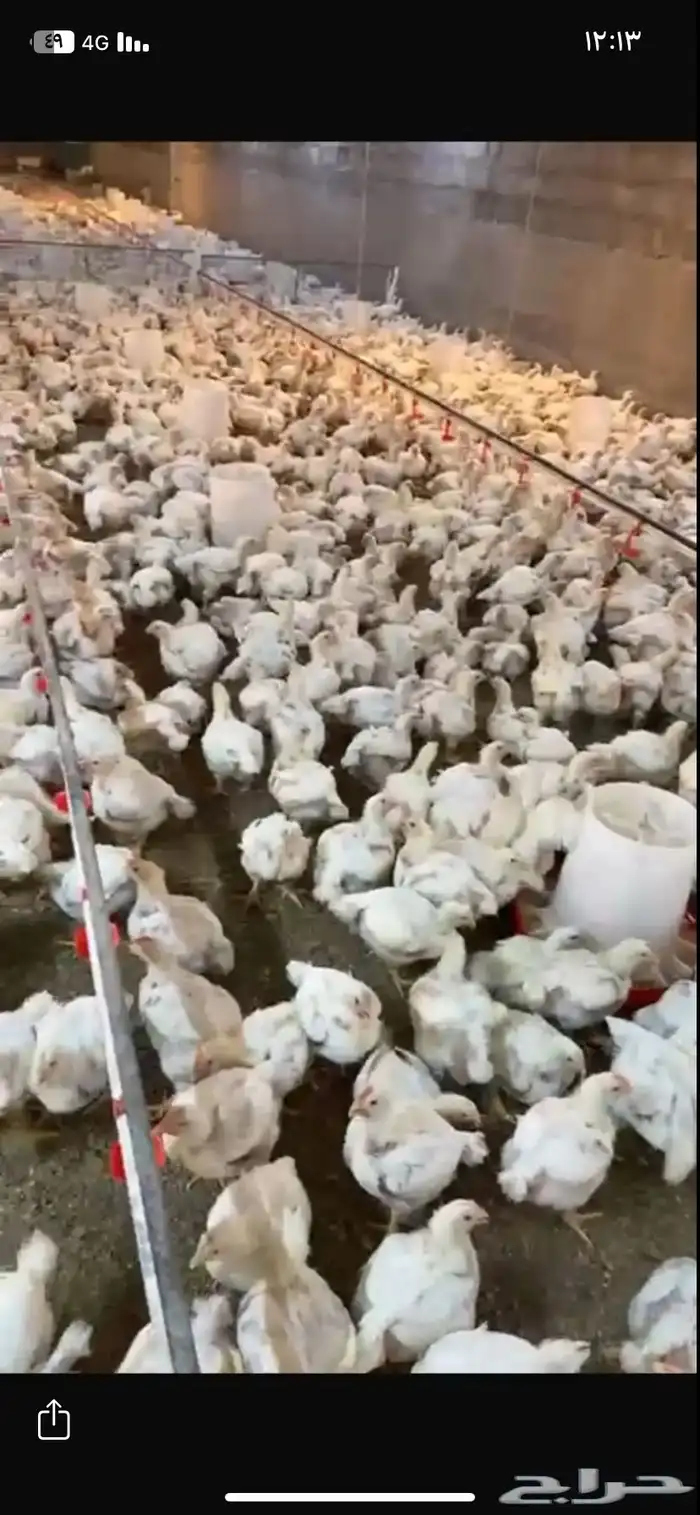 شريك مشروع دواجن متوسط 3